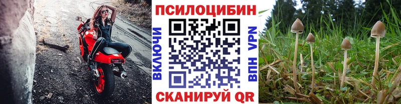 Купить где  Далматово  Псилоцибиновые грибы мухоморы 